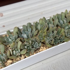 多肉植物・エケベリア・トップスレンダー抜き苗やカット苗の画像