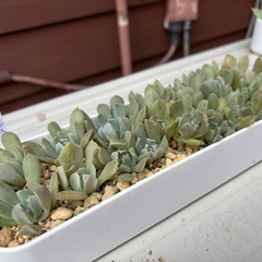 多肉植物・エケベリア・トップスレンダー抜き苗やカット苗の画像