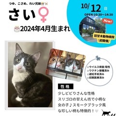 10/12（日）10:30～保護猫の譲渡会【旧甘木動物病院…