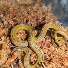 ヒバカリ、タカチホ、ジムグリ、シロマダラ、カナヘビ　年内ラ…