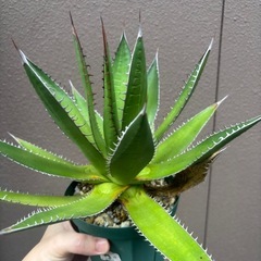 アガベ　ホリダの画像