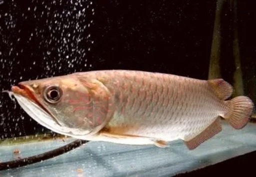 特価‼️値下げしました。
ノーザンバラムンディ35cm±