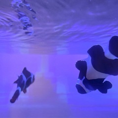 カクレクマノミ ペアの画像