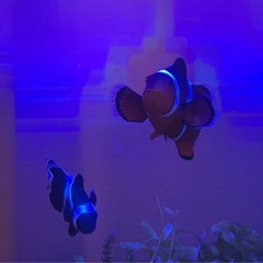 カクレクマノミ ペアの画像