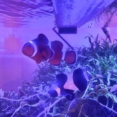 カクレクマノミ ペアの画像