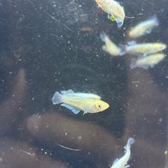 メダカ　1500円均一の画像