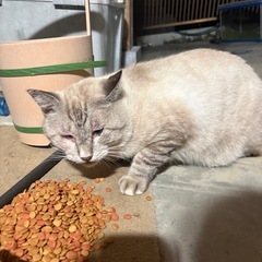 かわいいシャム猫