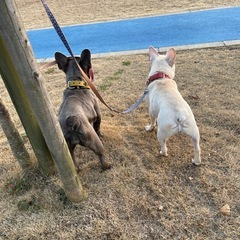 フレンチブルドッグ里親募集