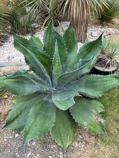 アガベ クレイジーホース