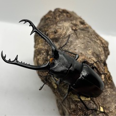 ギラファノコギリクワガタ♂単の画像