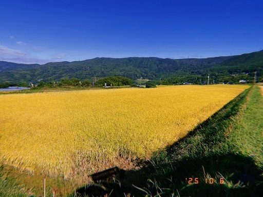 2025年度産　なつほのか　新米　玄米　30kg