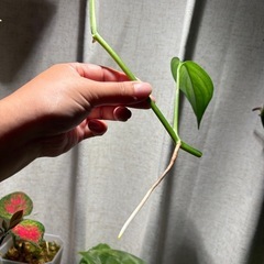 ヤマサキカズラ　観葉植物　水上葉　水草の画像