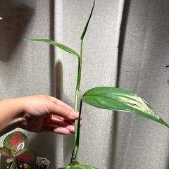 ヤマサキカズラ　観葉植物　水上葉　水草の画像