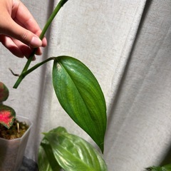 ヤマサキカズラ　観葉植物　水上葉　水草の画像