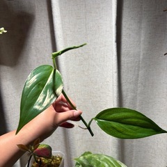 ヤマサキカズラ　観葉植物　水上葉　水草の画像