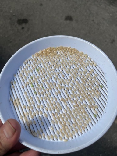 25年産_新米コシヒカリ玄米_30kg配達