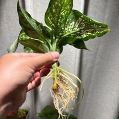 ディフェンバキア　ティキ　観葉植物の画像