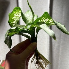 ディフェンバキア　ティキ　観葉植物の画像