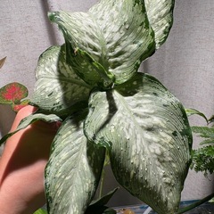 ディフェンバキア　ティキ　観葉植物の画像