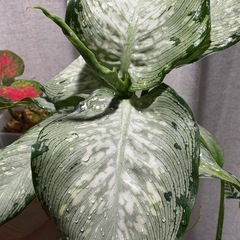 ディフェンバキア　ティキ　観葉植物の画像