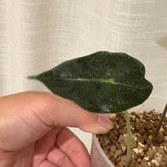 アロカシア　アマゾニカ（たぶん）の画像
