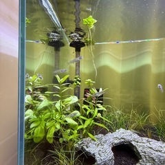 黒メダカ5匹+ミナミヌマエビ希望数の画像