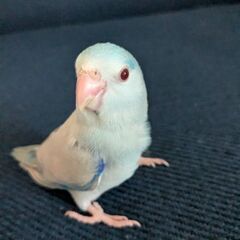 マメルリハ里親募集