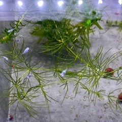 深海ダルマ　若魚から稚魚
10匹の画像