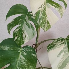 斑入りモンステラ　ボルシギアナの画像