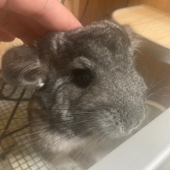 チンチラ　♀   １1ヶ月　スタンダードグレー