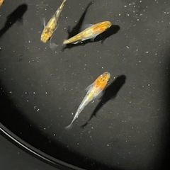 三色体外光メダカ6匹の画像