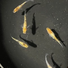 三色体外光メダカ6匹の画像