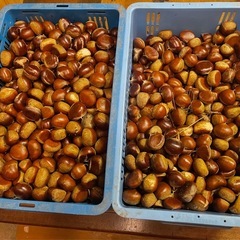 国産生栗L3以上 500g 600円の画像