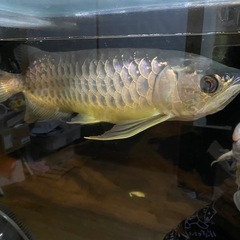 引き取り限定　ゴールデンアロワナ　目測50cmの画像