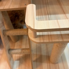 キャットタワーの画像