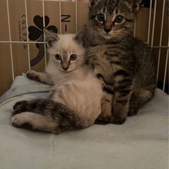 子猫の里親さん募集しています！ - 盛岡市