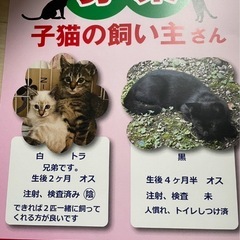 子猫の里親さん募集しています！