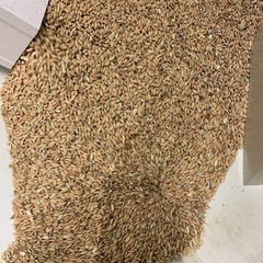 新米令和7年産農薬不使用玄米の画像