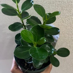 小パンダガジュマルの画像