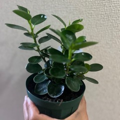 小パンダガジュマルの画像