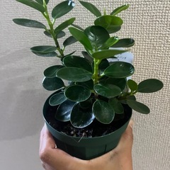 小パンダガジュマルの画像