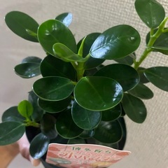 小パンダガジュマルの画像