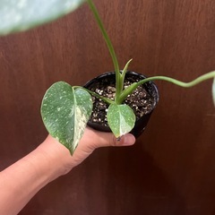 斑入りモンステラ　タイコンストレーションの画像