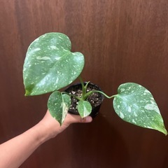 斑入りモンステラ　タイコンストレーションの画像
