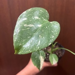 斑入りモンステラ　タイコンストレーションの画像