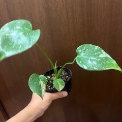 斑入りモンステラ　タイコンストレーションの画像