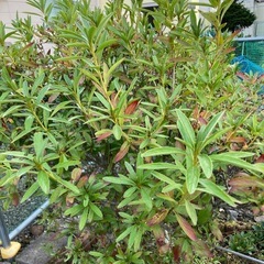 植物の画像