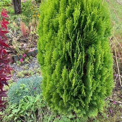 植物の画像