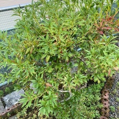 植物の画像