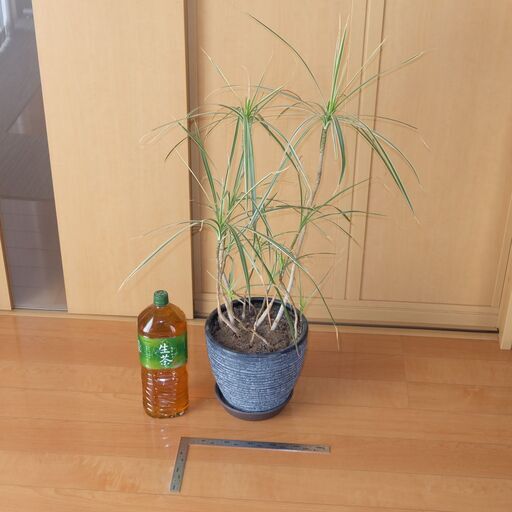 観葉植物 ドラセナ コンシンネ ホワイボリー ホワイトボリー 鉢付き